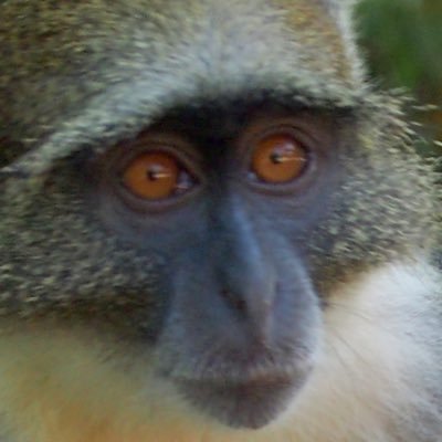 kongjules's profile picture.