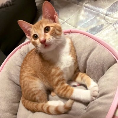 chikuwa_catlife Profile Picture