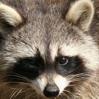 Racoon h.c. 🇪🇺 🗿(@Z1248163264) 's Twitter Profile Photo