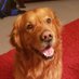 Gilbert The Golden (@GillyTheGolden) Twitter profile photo