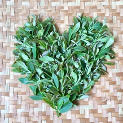 鹿児島・知覧の茶農家。紅茶・ウーロン茶・知覧茶を作ってます。無農薬・無添加・無肥料の紅茶です!ネットショップも宜しくお願いします。