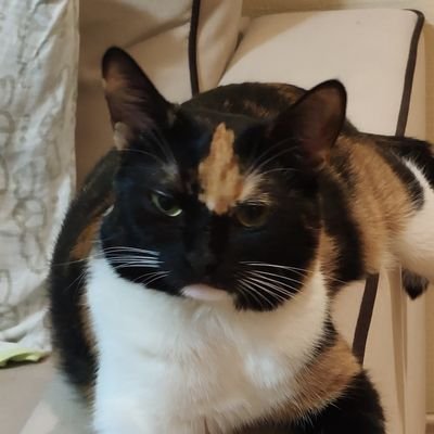 stmoroz's profile picture. public void