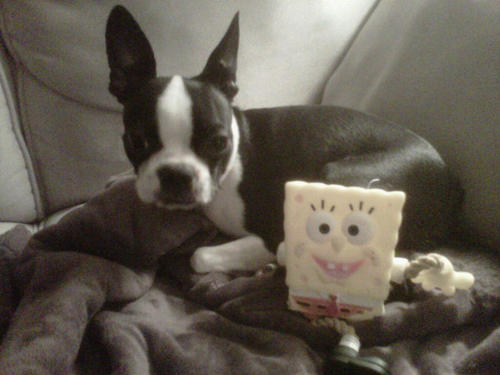 Hi guys! I like kissing noses, watching SpongeBob,my kong, and BACON!
