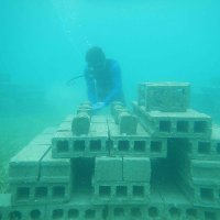 Coastal Ecology and Conservation Lab (@allgeierlab) 's Twitter Profile Photo Coastal Ecology and Conservation Lab (@allgeierlab) 's Twitter Profile Photo