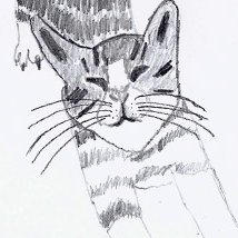 NikitasCats - Milo & Marlin: Der Blog zweier griechischer Katzen – Unser Leben mit rund 50 Besitzern pro Jahr 🐱#Blogs #NikitasCats #Katze #Tagebuch #Story #cat