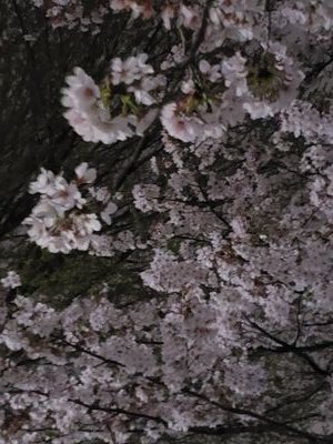 現代短歌、劇評(主に小劇場。紀伊國屋演劇賞審査員)、ときどき作詞(「夜桜お七」など)もしています。
プロテスタントのクリスチャン。