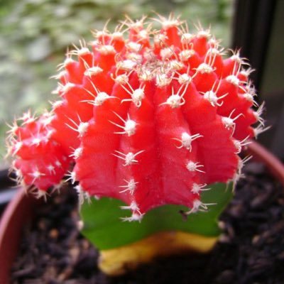 bigwhaledaddy's profile picture. .