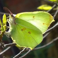 ButterflyCity (@butterflycity1) 's Twitter Profile