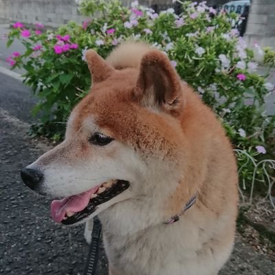 日常をつれづれなるままに。。

仕事(栄養士)、バレー、柴犬、犬、動物、お花。SNOOPY、東京トガリ。海外ドラマ。APEX。
日々楽しさと癒しを求めていきています～(*´∀｀)
え-ひ-め☆