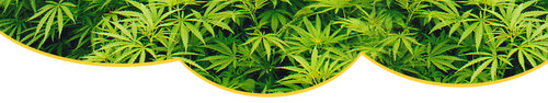 CannabisSearch's profile picture. Cannabis, Medical Marijuana, Pot Clubs, Strains, News and Law.