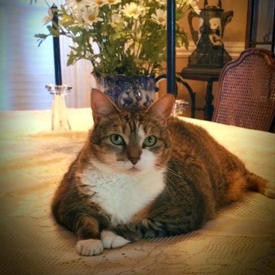 1Egetfl's profile picture. God first ,family second ,then country... faith hope and love and the greatest of these is love.
happily married to a wonderful man..🚫DM's🚫 💉
#Trump2020