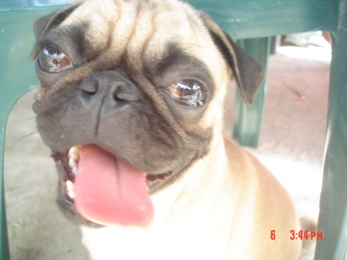 Hijo de JP y MG y hermano de JP y Meli, me gustaba pasear, dormir, que me tomen fotos y comer, Barcelonista como mi papá 2005 -2020 ahora soy un angelito 🐶