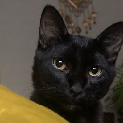 iforgotjohn1733's profile picture. The pleasure of a dream is that it's a fantasy. If it happens, it was never a dream.