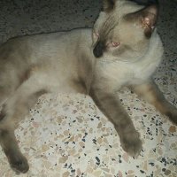 محمد رواي (@hlpowzneg0ajuls) 's Twitter Profile
