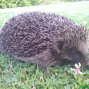 Conor Lyons - @OlympicDub - Twitter