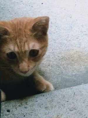 z05645210's profile picture. 目標是OSK