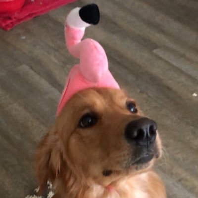 GKneisler2's profile picture. I am a Decepticon