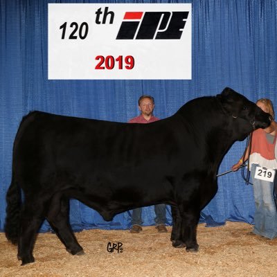 Simmental, Shorthorn, and Angus cattle