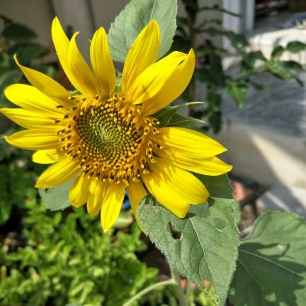 it_patcha's profile picture. 