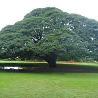 monkeypod (@anjutaiboku) Twitter profile photo