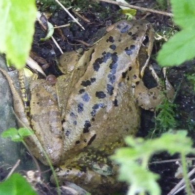 Bringing nature to the heart of Shannon Town