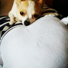 Sara チャッピー 私の犬 チャッピーのプロフィール 私の犬の名前は チャッピー 16年に埼玉県で生まれました そして 千葉県の館山のカインズホームで買いました チャッピーは チワワとパピヨンのミックスです メス犬です