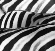 zahmoo's profile picture. Zahmoo is a simple online tool to manage your stories. Stories from your family, community or business. Never lose a story again.