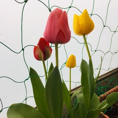 RICOH69566193's profile picture. デーモン閣下と音楽をこよなく愛するワーキング主婦です。12歳で悪魔に魅せられて幾年。聖病末期信者です。神奈川県内で、合唱団に在籍。さらにときめきトゥナイト真壁王子も大好き。
