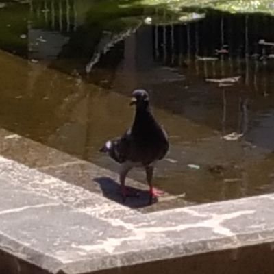 小さいトリ、エム子さんのプロフィール画像
