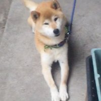 テツ君 (@wb15zz3qnujd6hf) 's Twitter Profile