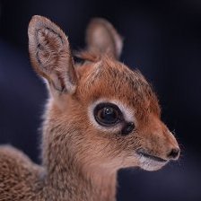 Dik-diks all day and night