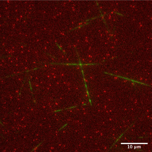 bergerlab_vt's profile picture. Molecular Mechanisms of Intracellular Transport, Department of Molecular Physiology & Biophysics at UVM