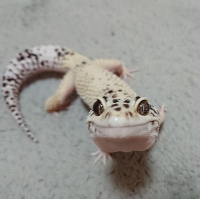 あいらぶ爬虫類🐍🦎無言フォロー失礼します。TLが爬虫類で溢れる幸せ❤️ボールパイソン、ヒョウモントカゲモドキとの日常