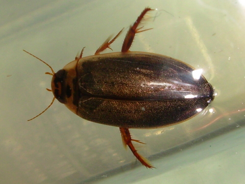 WhiteClione's profile picture. 