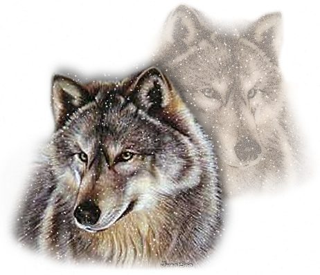 Wildwolf48's profile picture. 