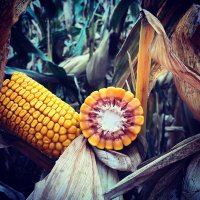 Greg Haubrich (@haubrichgreg) 's Twitter Profile