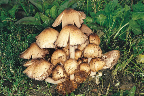 Tintling's profile picture. Man wird geboren, geht eine Weile im Wald Pilze suchen und dann schrumpelt man zusammen und stirbt. Die Welt ist so simpel ;-)