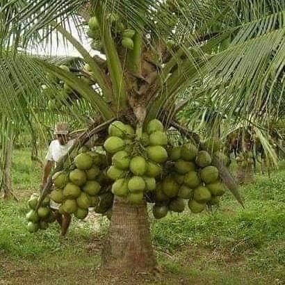Dwarf Malaysian coconut seedlings for sale. Contact/whatsupp 0542925411to buy now!