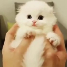 @HuiPopsy