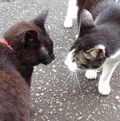 猫と美味しい物と目新しい物に目が無い(/・ω・)/ヒャッホゥ!!
かなりRP多め
→気になる話題を気分/勢いでRP
→モフリティ高めRP多め(黒毛猫さん多め)
→サブカル話題のRP多め
→飯テロ系のRP多め、ついでにエンゲル係数も多めのキノコ派←
→ゲームはVR系/STG/懐ゲ/爽快感高めゲーが好みで現在は原神ハマり中