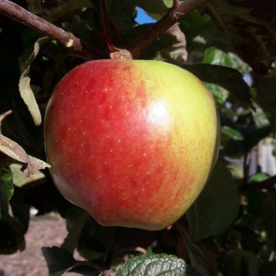 #Orchard methods, history, culture, food, drink & cookery by @darrenturpin: orchardist, amateur pomologist, pro-horticulturist, allotmenteer.