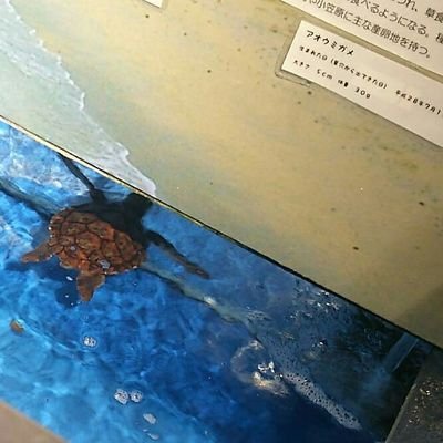 お花畑のわらびさんのプロフィール画像