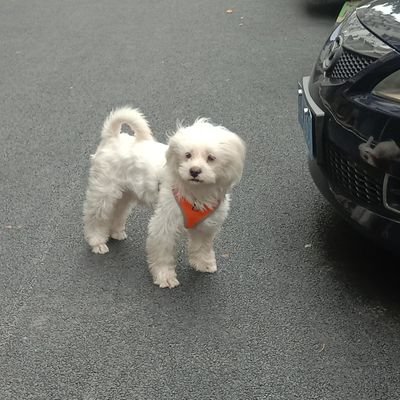 究极裤衩さんのプロフィール画像