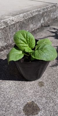 maro_farm's profile picture. 家庭菜園好きの30代サラリーマンで一児の父です🙋最近は懸賞にはまり沢山応募してます🎊アウトドア、グルメ、家電、旅行、お酒が好きです😊時々自分の家庭菜園、趣味のことを投稿してます🌱#フォロバ100 #懸賞仲間募集中 #懸賞