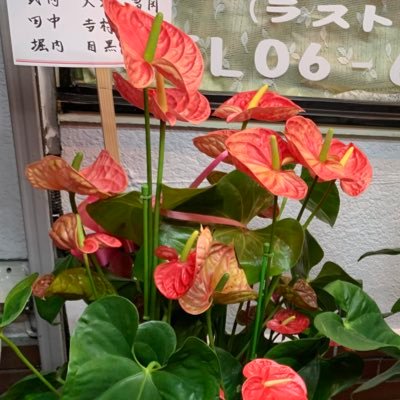 下新庄駅東口徒歩1分！淀華の公式アカウントです^_^【営業時間】16:00〜23:00(ラストオーダー22:30) 【電話】06-6326-4636