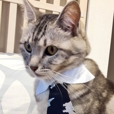 くろすけさんのプロフィール画像