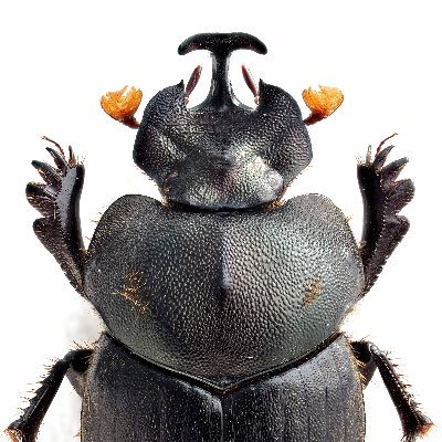 Taxonomy of Coprophagous Scarabaeoidea (dung beetles)/ Taiwan