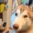 ふぁるけんのアイコン