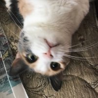 Bilge (@billjely) Twitter profile photo