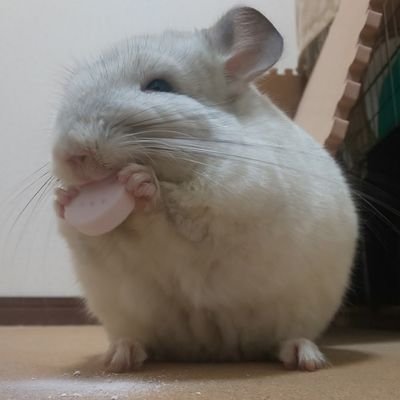 GuZoKuMuSi's profile picture. 元既婚者。空気は読まない、自由に生きる。
最近の趣味は競馬観戦。
G1和田竜二は問答無用で単勝買い